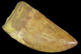 Serrated, Juvenile Carcharodontosaurus Tooth - Morocco #100103-1